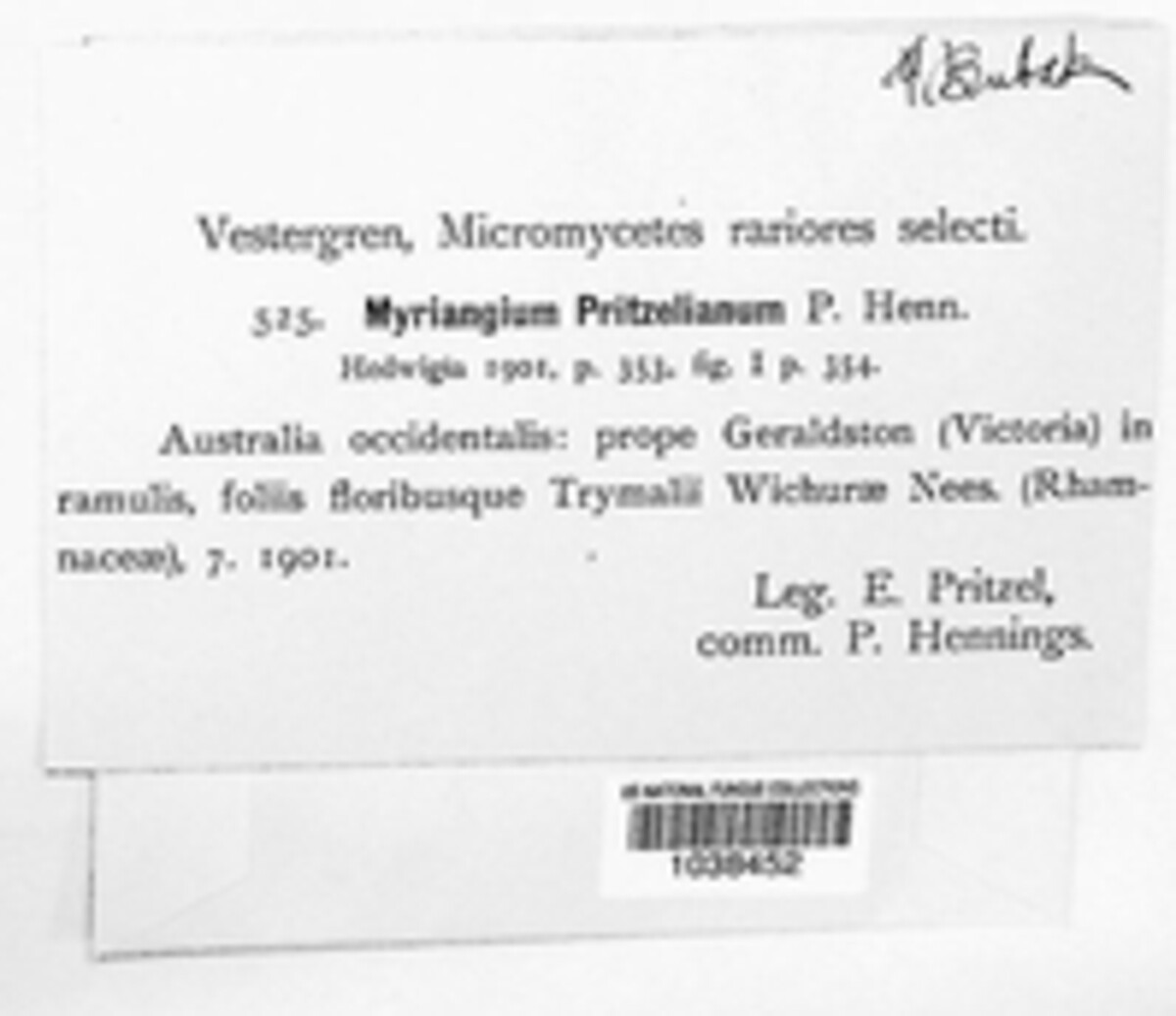 Elsinoe pritzeliana image